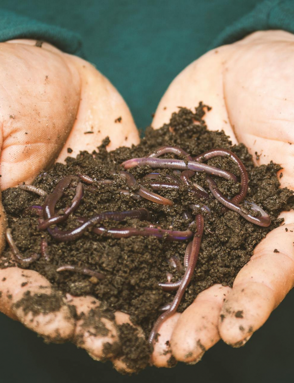 Wurm Mix Cannaspot LifeSoil Living Soil Kompostwürmer Red Wiggler Eisenia fetida Riesen-Rotwürmern Dendrobena Würmer
